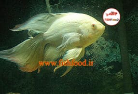 ماهی اسکار ( Astronotus ocellatus )